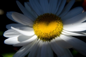 close-up-of-a-daisy